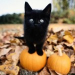 gatto-nero1_large